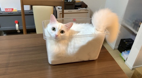 パンのようになっている雪之丞ちゃん