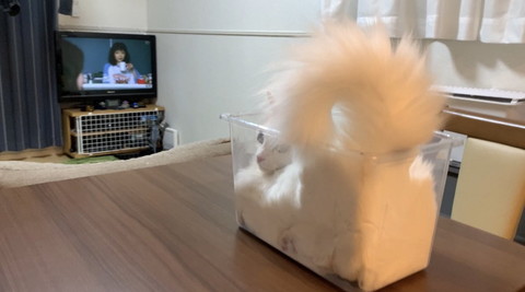 パンのようになっている雪之丞ちゃん