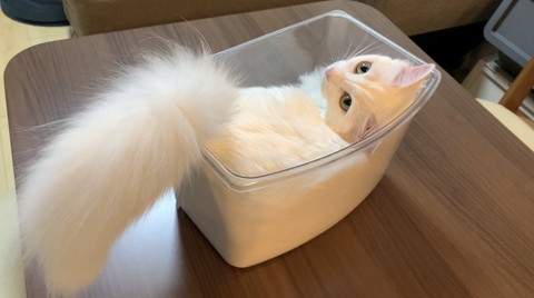 パンのようになっている雪之丞ちゃん