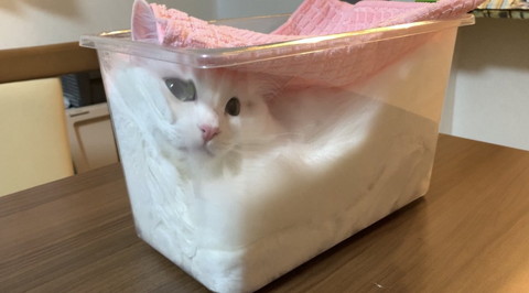 パンのようになっている雪之丞ちゃん
