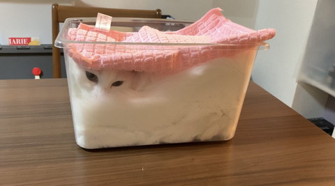 パンのようになっている雪之丞ちゃん