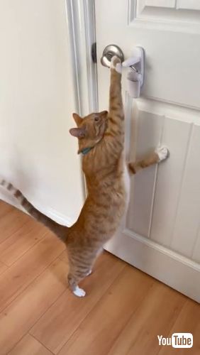 into Toy Room
