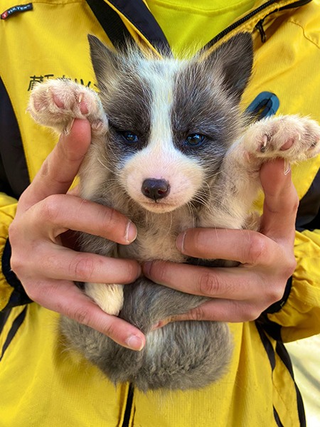 プラチナキツネの子ギツネ1匹