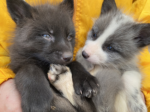 プラチナキツネとギンギツネ