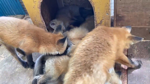 横からやってきた