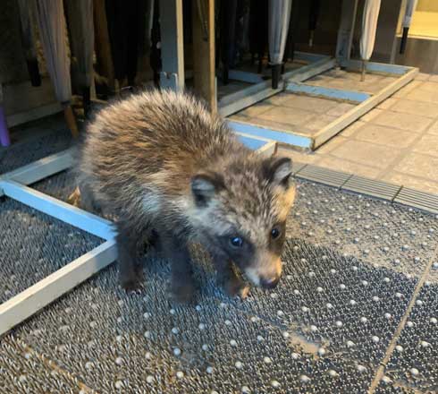 世田谷美術館 タヌキ 赤ちゃん 訪問客 警備員 砧 きぬた