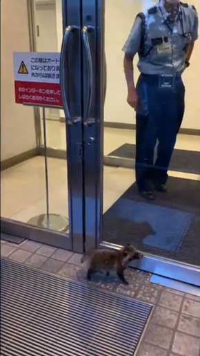 世田谷美術館 タヌキ 赤ちゃん 訪問客 警備員 砧 きぬた