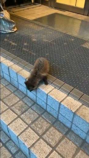 世田谷美術館 タヌキ 赤ちゃん 訪問客 警備員 砧 きぬた