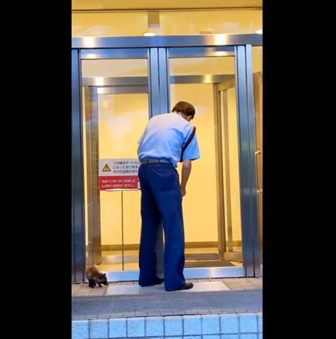 世田谷美術館 タヌキ 赤ちゃん 訪問客 警備員 砧 きぬた