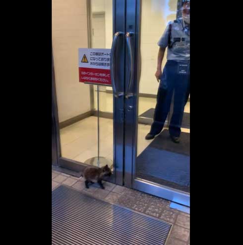 世田谷美術館 タヌキ 赤ちゃん 訪問客 警備員 砧 きぬた