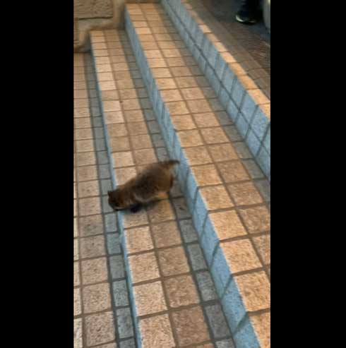 世田谷美術館 タヌキ 赤ちゃん 訪問客 警備員 砧 きぬた