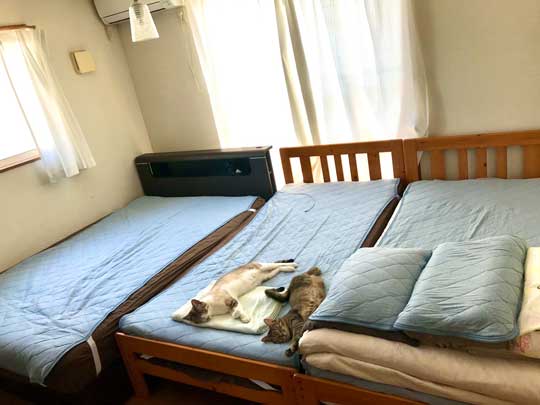 猫 Nクール ニトリ 寝顔 なみそ