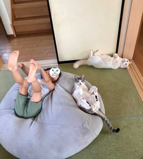 猫 Nクール ニトリ 寝顔 なみそ