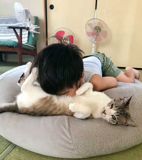 猫 Nクール ニトリ 寝顔 なみそ