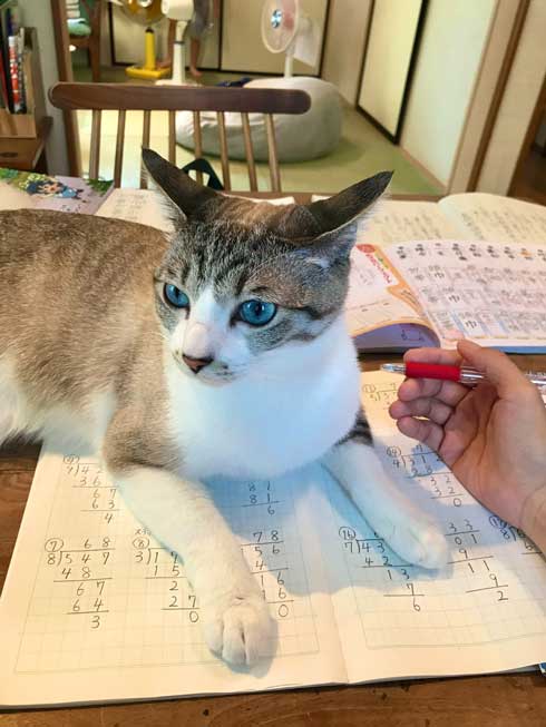 猫 Nクール ニトリ 寝顔 なみそ