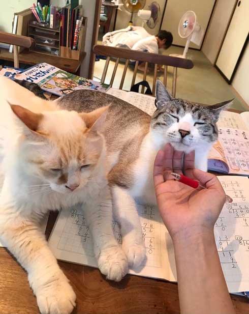 猫 Nクール ニトリ 寝顔 なみそ