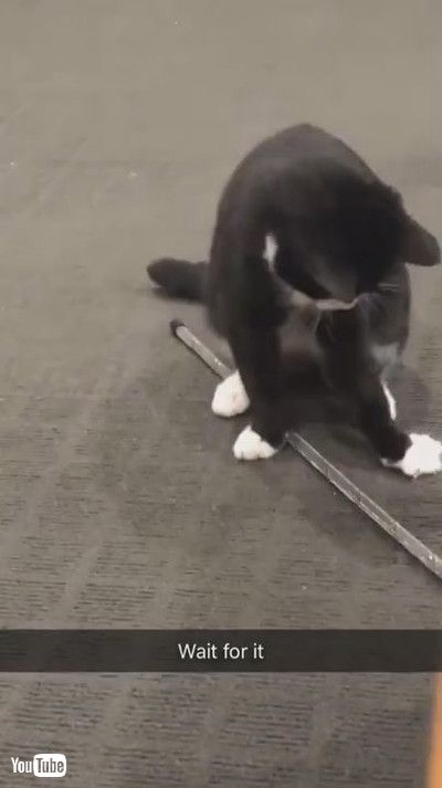 「Silly Kitty Bounces Around Bug || ViralHog」