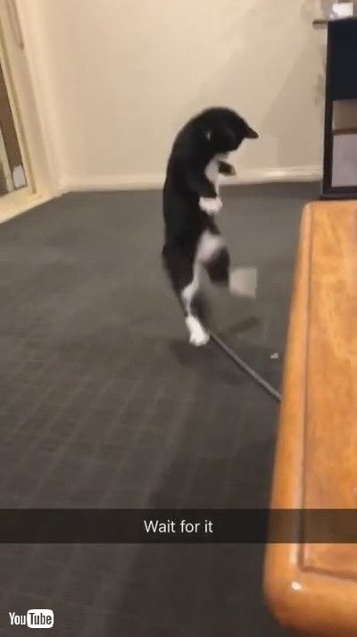 「Silly Kitty Bounces Around Bug || ViralHog」