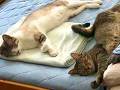 「Nクールに変えた途端、これですわ」　涼んでとろける猫たちが今年も観測される