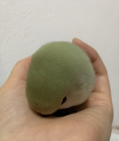 コザクラインコ