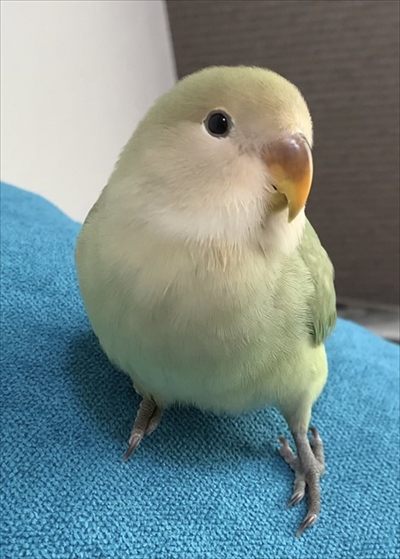 マリモか和菓子みたいな鳥さん