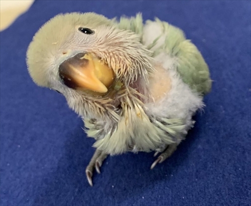 マリモか和菓子みたいな鳥さん