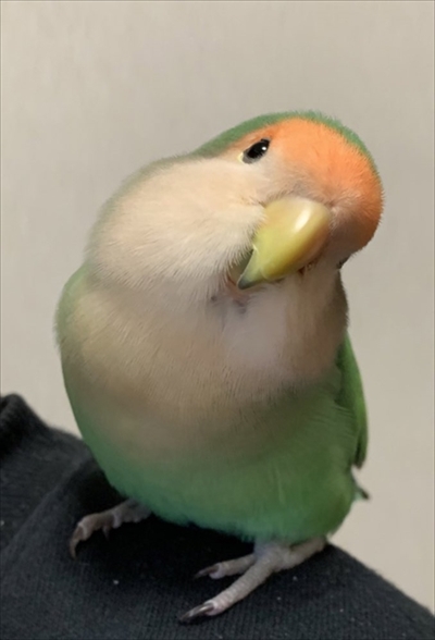 マリモか和菓子みたいな鳥さん