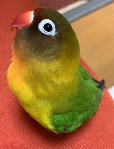 マリモか和菓子みたいな鳥さん