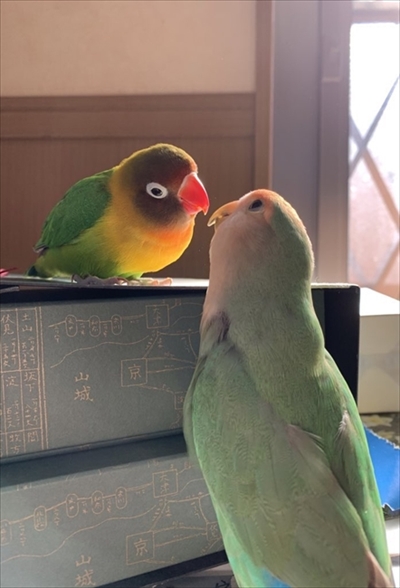 マリモか和菓子みたいな鳥さん