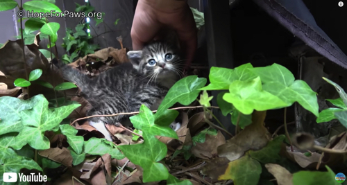保護された子猫