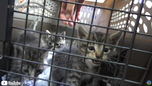 保護された子猫