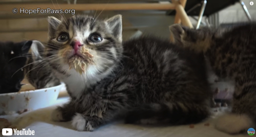 保護された子猫