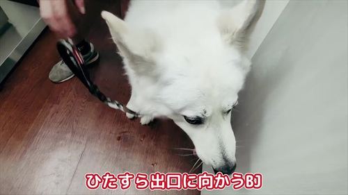 犬