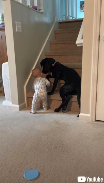 赤ちゃんを通せんぼするワンコ