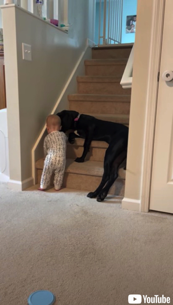 赤ちゃんを通せんぼするワンコ