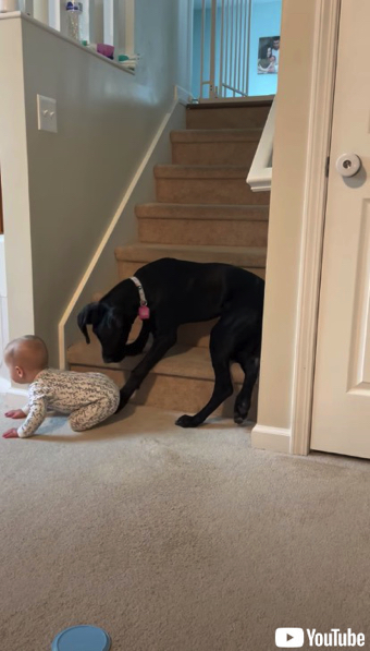 赤ちゃんを通せんぼするワンコ