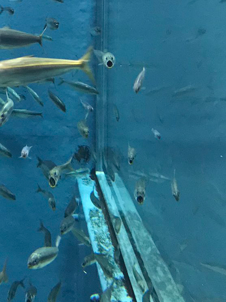 後方のイワシトリミング