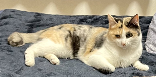 ソーシャルディスタンス一番上の猫ちゃん