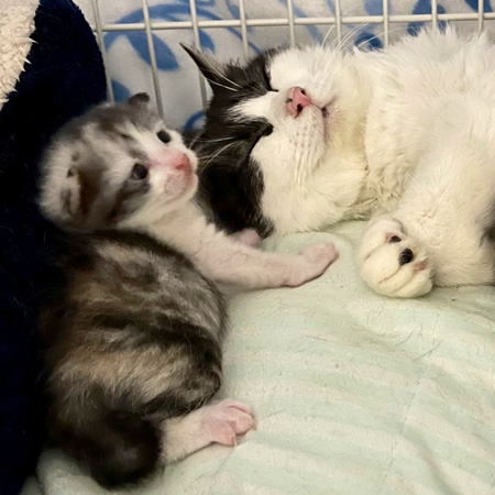 お母さんと子猫