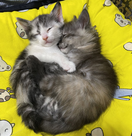 ぎゅっとして眠る子猫2匹