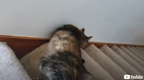 障害にも負けず階段を無事降りる猫ちゃん