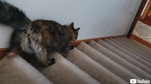 障害にも負けず階段を無事降りる猫ちゃん