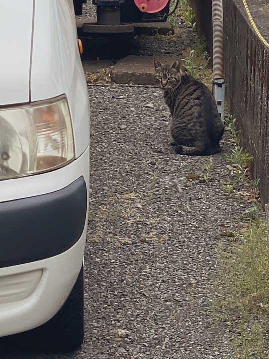 野良猫 写真 レンズの反射 謎 データ受信中 猫