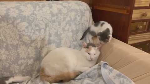 そのまま寝ちゃうキクちゃん