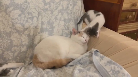 そのまま寝ちゃうキクちゃん