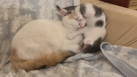 そのまま寝ちゃうキクちゃん