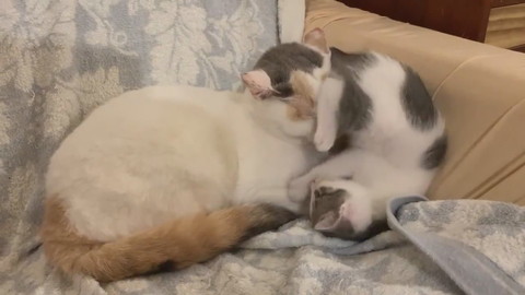 そのまま寝ちゃうキクちゃん