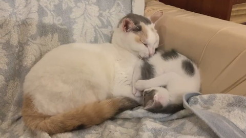 そのまま寝ちゃうキクちゃん