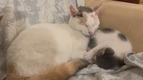 そのまま寝ちゃうキクちゃん