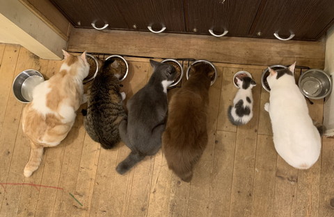 ネコちゃんたち